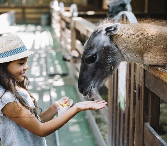 Dubai Safari Park tickets