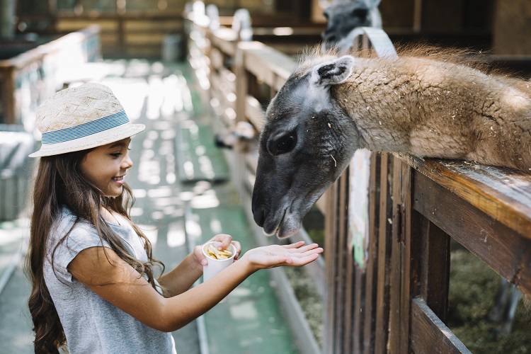Dubai Safari Park tickets